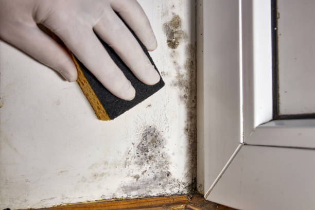 Best Forensic Mold Investigation  in Kings Grant, NC
